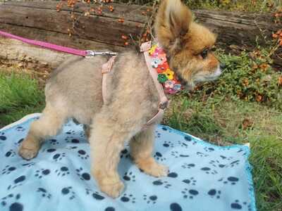 Mary - Zurückhaltendes Hundemädchen, ca. 7 Jahre/7kg, Mischling - Hündin