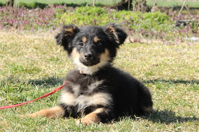 Marysa, Mischling Welpen - Hündin