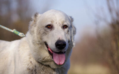 Masha, Mischlingshündin - Hündin