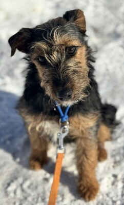 Masni super liebe Junghündin sucht..., Foxterrier-Mischling - Hündin