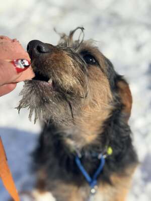 Masni super liebe Junghündin sucht..., Foxterrier-Mischling - Hündin