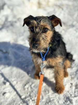 Masni super liebe Junghündin sucht..., Foxterrier-Mischling - Hündin