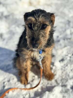 Masni super liebe Junghündin sucht..., Foxterrier-Mischling - Hündin