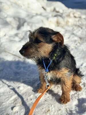 Masni super liebe Junghündin sucht..., Foxterrier-Mischling - Hündin