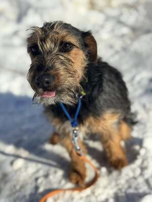 Masni super liebe Junghündin sucht..., Terrier-Mischling - Hündin