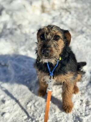 Masni super liebe Junghündin sucht..., Terrier-Mischling - Hündin