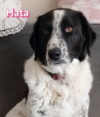 Mata, Mischling - Hündin