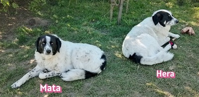 Mata, Mischling - Hündin