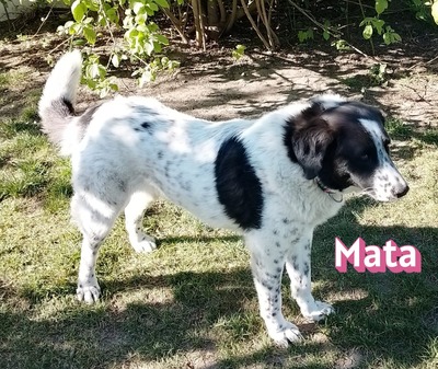 Mata, Mischling - Hündin