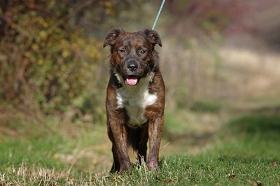 Matador, Mischling - Rüde