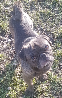 Matcho sucht dringend ein Zuhause, Mops - Rüde