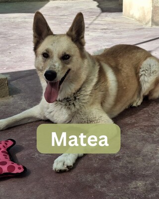 Matea, Mischling - Hündin
