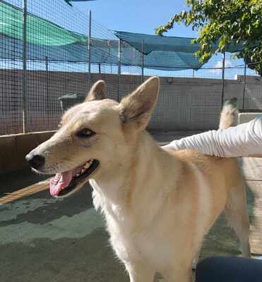 Matea, Mischling - Hündin