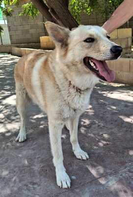 Matea, Mischling - Hündin