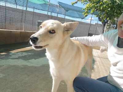 Matea, Mischling - Hündin