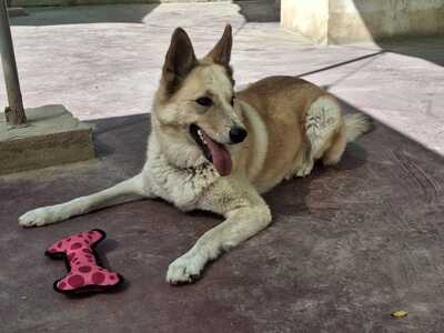 Matea, Mischling - Hündin