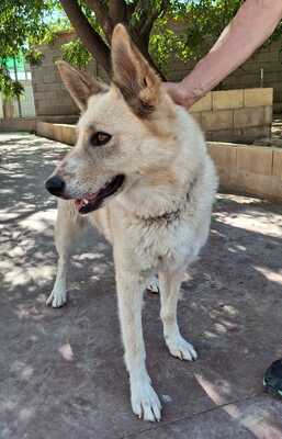 Matea, Mischling - Hündin