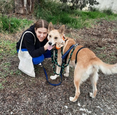 Matea, Mischling - Hündin