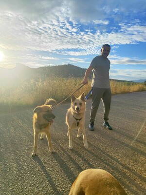 Matea, Mischling - Hündin