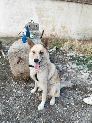 Matea, Mischling - Hündin