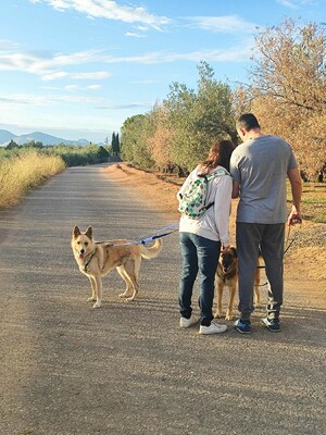 Matea, Mischling - Hündin