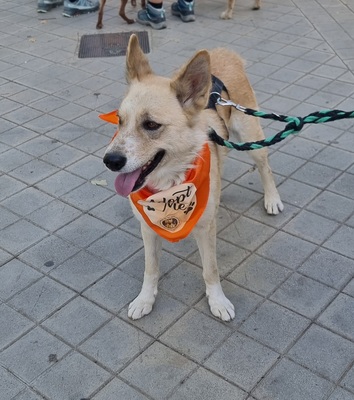 Matea, Mischling - Hündin