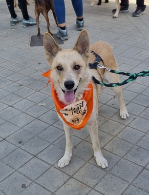 Matea, Mischling - Hündin