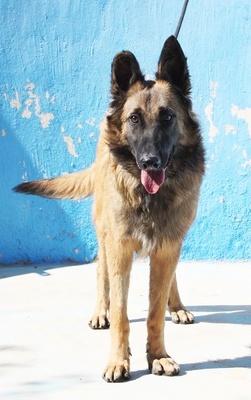 Mateo, geb. Dezember 2019, Belgischer Schäferhund - Rüde