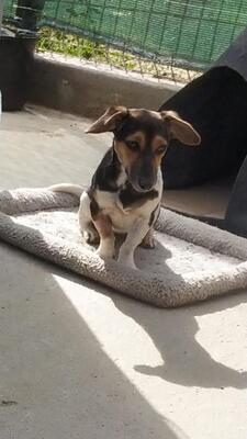 Mathilde, Mischling - Hündin