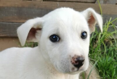 Matias, Welpen - Rüde