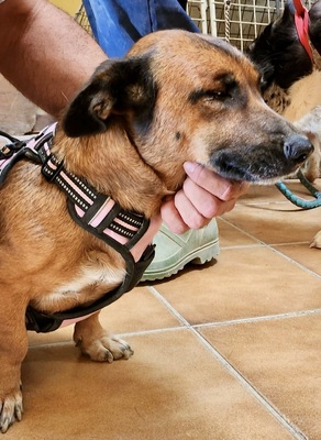 Matilde, Mix - Hündin
