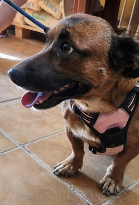 Matilde, Mix - Hündin
