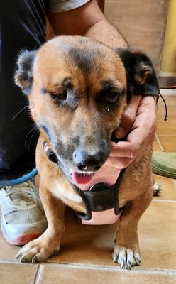 Matilde, Mix - Hündin