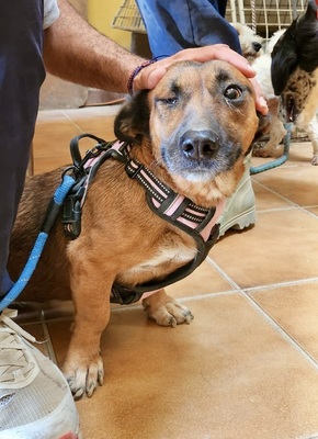 Matilde, Mix - Hündin