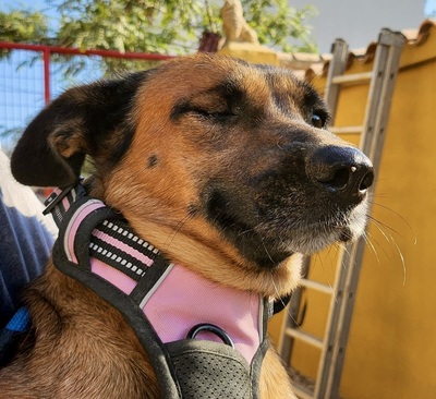 Matilde, Mix - Hündin
