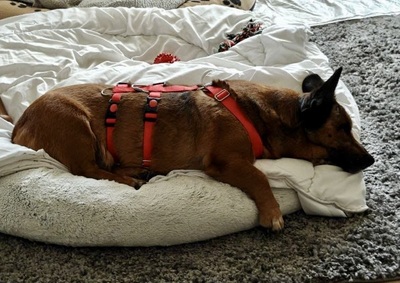 Matilde, Mix - Hündin