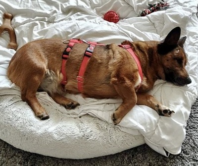 Matilde, Mix - Hündin