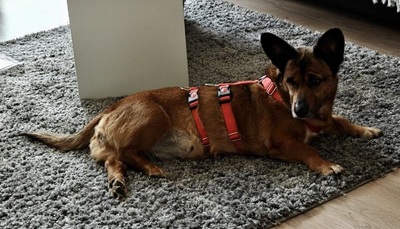 Matilde, Mix - Hündin