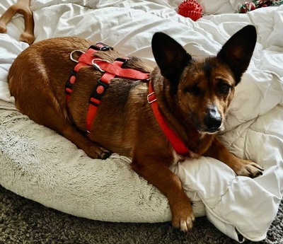 Matilde, Mix - Hündin