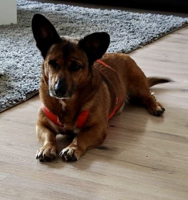 Matilde, Mix - Hündin