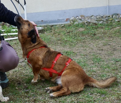 Matilde, Mix - Hündin