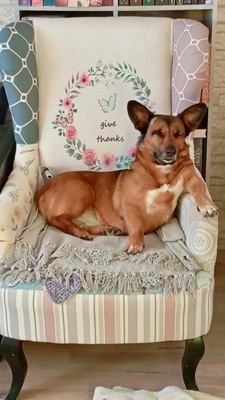 Matilde, Mix - Hündin