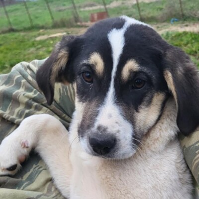 Mato - aufgeschlossen neugierig & weltoffen 😘, Mischling Welpen - Rüde