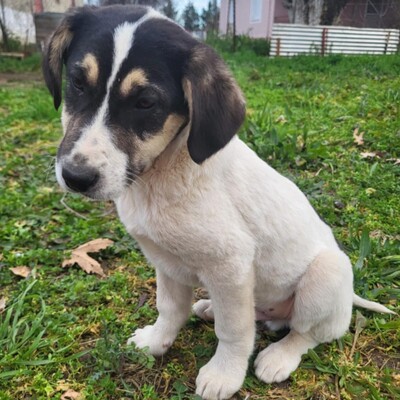 Mato - aufgeschlossen neugierig & weltoffen 😘, Mischling Welpen - Rüde