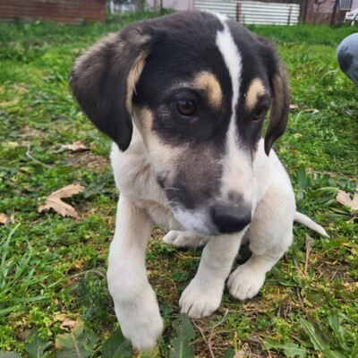 Mato - aufgeschlossen neugierig & weltoffen 😘, Mischling Welpen - Rüde