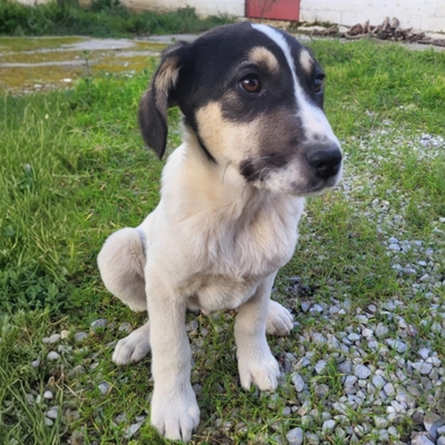 Mato - aufgeschlossen neugierig & weltoffen 😘, Mischling Welpen - Rüde