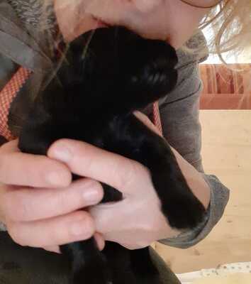 Mats Martin, Hovaward Welpen - Rüde