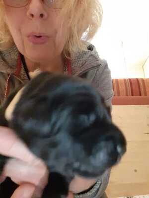 Mats Martin, Hovaward Welpen - Rüde