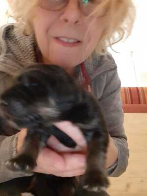 Mats Martin, Hovaward Welpen - Rüde