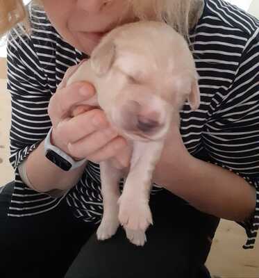 Mats Martin, Hovaward Welpen - Rüde